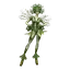Dryad Elder